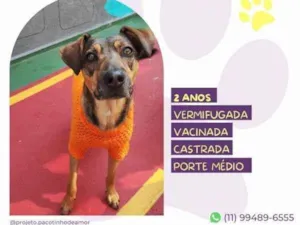 Cachorro raça SRD-ViraLata idade 1 ano nome Maraisa