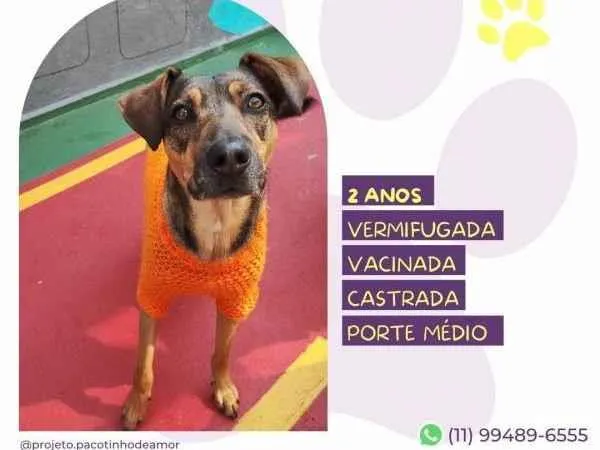 Cachorro ra a SRD-ViraLata idade 1 ano nome Maraisa