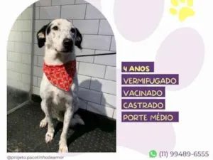 Cachorro raça SRD-ViraLata idade 1 ano nome Milk