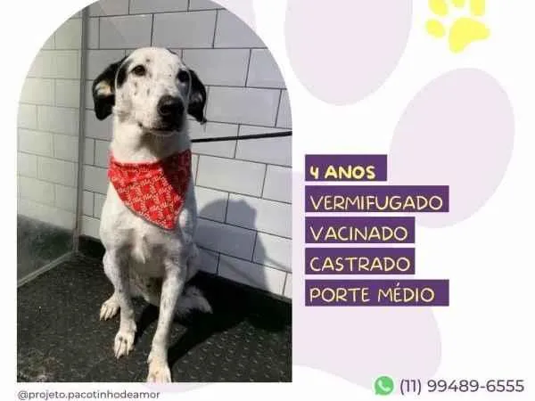 Cachorro ra a SRD-ViraLata idade 1 ano nome Milk