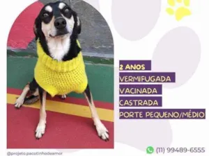 Cachorro raça SRD-ViraLata idade 1 ano nome Luna