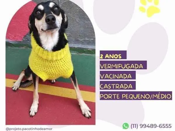 Cachorro ra a SRD-ViraLata idade 1 ano nome Luna