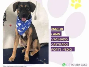 Cachorro raça SRD-ViraLata idade 1 ano nome Duque