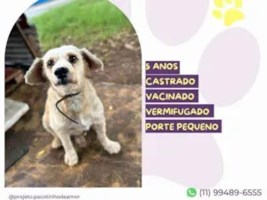 Cachorro raça SRD-ViraLata idade 1 ano nome Popeye