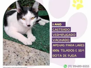 Gato raça SRD-ViraLata idade 2 a 6 meses nome Duu