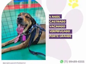 Cachorro raça SRD-ViraLata idade 1 ano nome Pluto