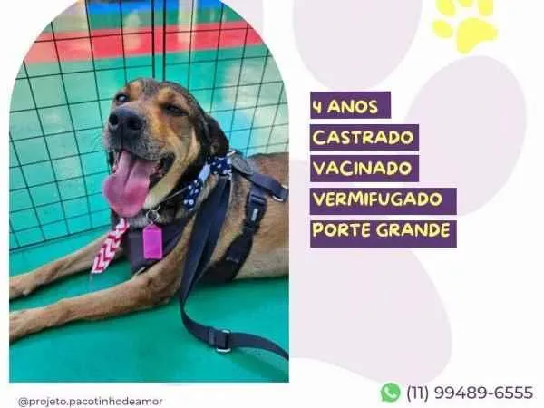 Cachorro ra a SRD-ViraLata idade 1 ano nome Pluto