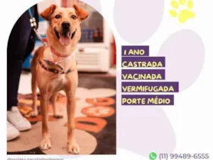 Cachorro raça SRD-ViraLata idade 1 ano nome Pandora