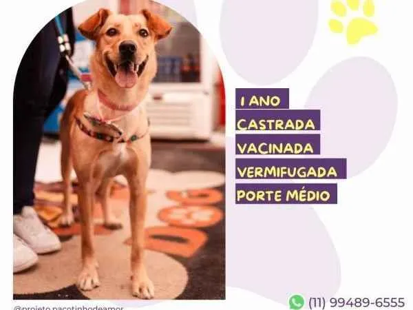 Cachorro ra a SRD-ViraLata idade 1 ano nome Pandora