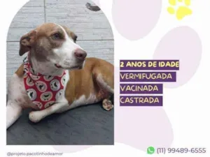 Cachorro raça SRD-ViraLata idade 1 ano nome Zara