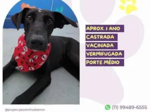 Cachorro raça SRD-ViraLata idade 1 ano nome Kika