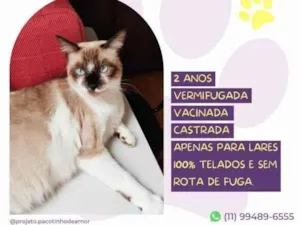 Gato raça SRD-ViraLata idade 1 ano nome Sabrina