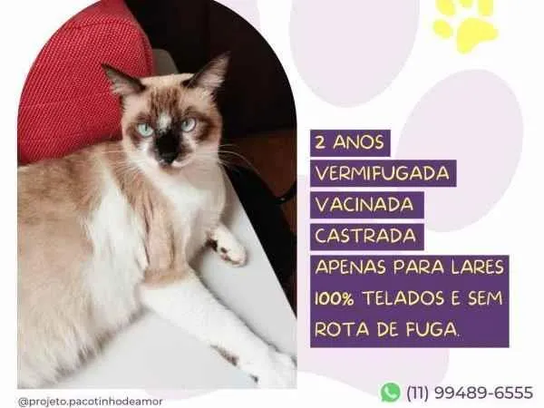 Gato ra a SRD-ViraLata idade 1 ano nome Sabrina