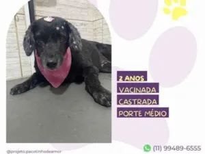 Cachorro raça SRD-ViraLata idade 1 ano nome Neguinha