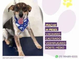 Cachorro raça SRD-ViraLata idade 1 ano nome Kim