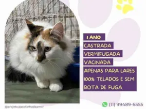 Gato raça SRD-ViraLata idade 1 ano nome Duda