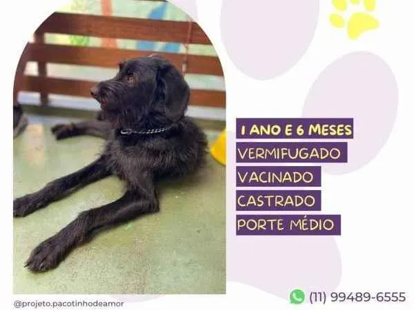 Cachorro ra a SRD-ViraLata idade 1 ano nome Nick