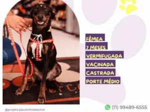 Cachorro raça SRD-ViraLata idade 1 ano nome Any