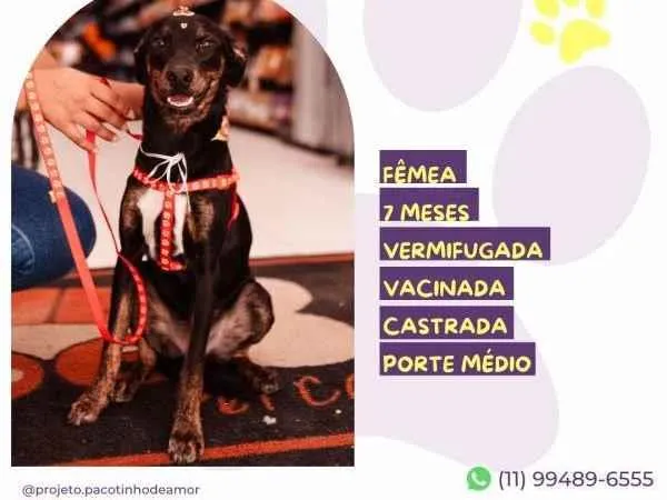 Cachorro ra a SRD-ViraLata idade 1 ano nome Any