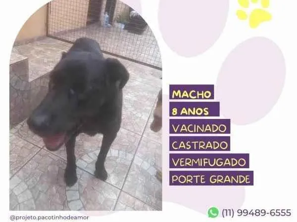 Cachorro ra a SRD-ViraLata idade 1 ano nome Lukao