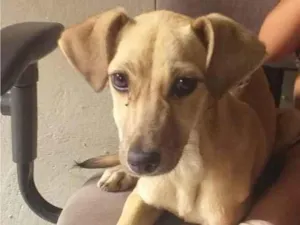 Cachorro raça SRD-ViraLata idade 2 a 6 meses nome Kate