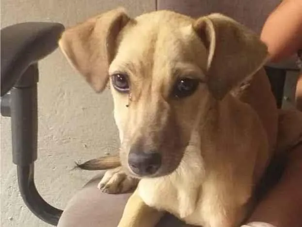 Cachorro ra a SRD-ViraLata idade 2 a 6 meses nome Kate