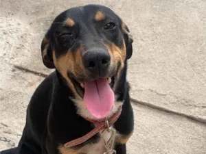 Cachorro raça SRD-ViraLata idade 2 anos nome Bela