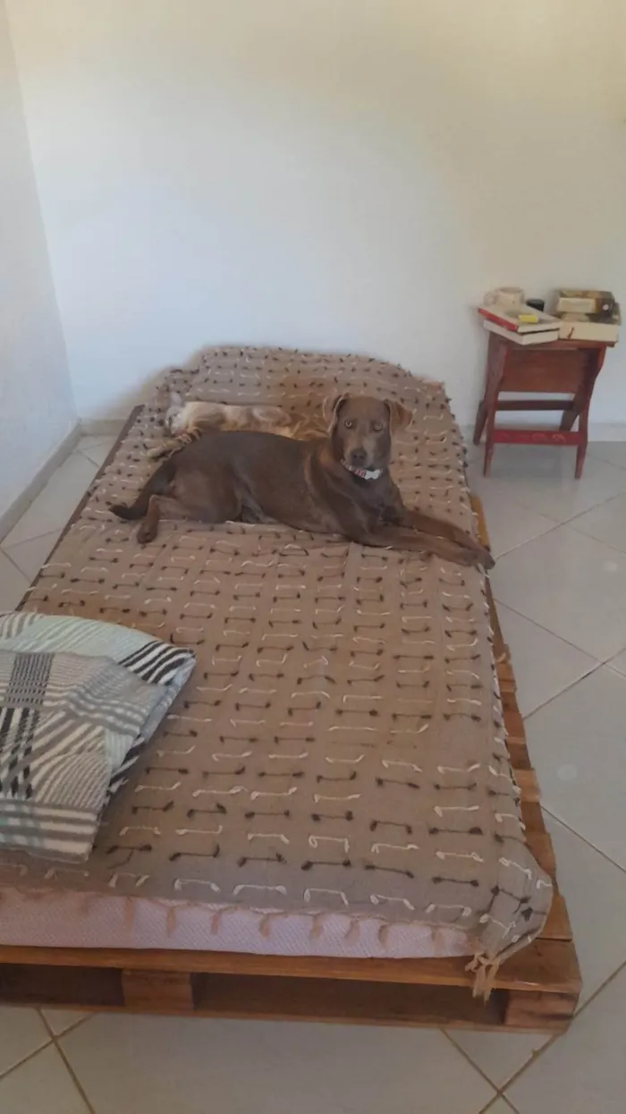 Cachorro ra a SRD-ViraLata idade 1 ano nome Shiva