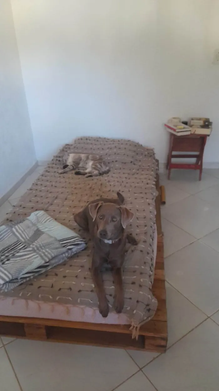 Cachorro ra a SRD-ViraLata idade 1 ano nome Shiva