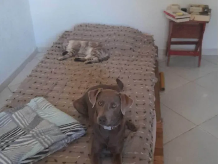 Cachorro ra a SRD-ViraLata idade 1 ano nome Shiva