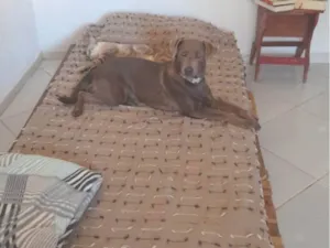 Cachorro raça SRD-ViraLata idade 1 ano nome Shiva