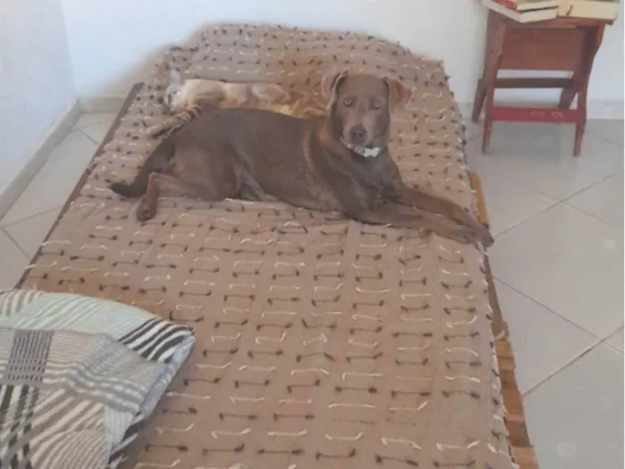 Cachorro ra a SRD-ViraLata idade 1 ano nome Shiva