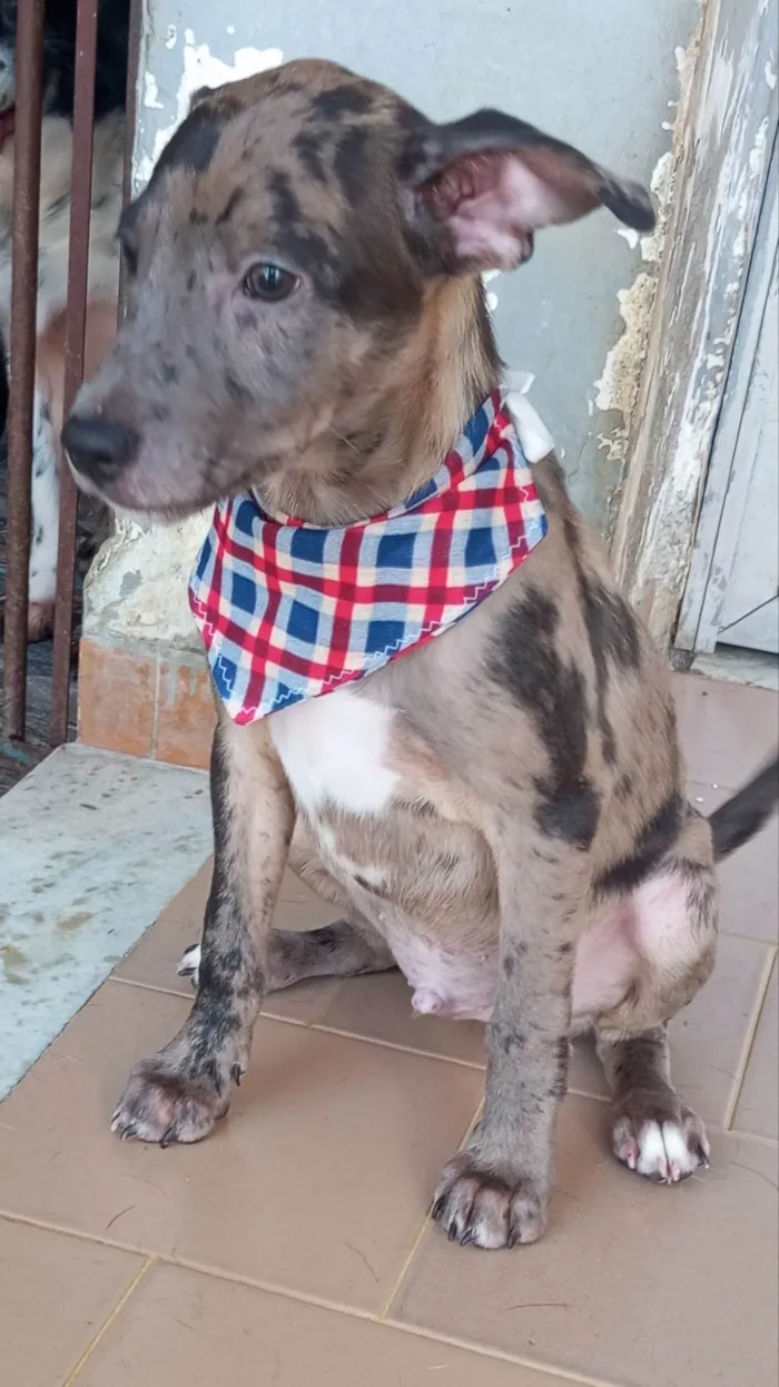 Cachorro ra a SRD-ViraLata idade 2 a 6 meses nome Noah