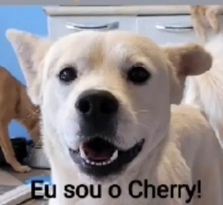 Cachorro ra a SRD-ViraLata idade 4 anos nome Cherry