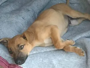 Cachorro raça SRD-ViraLata idade 1 ano nome Zeca