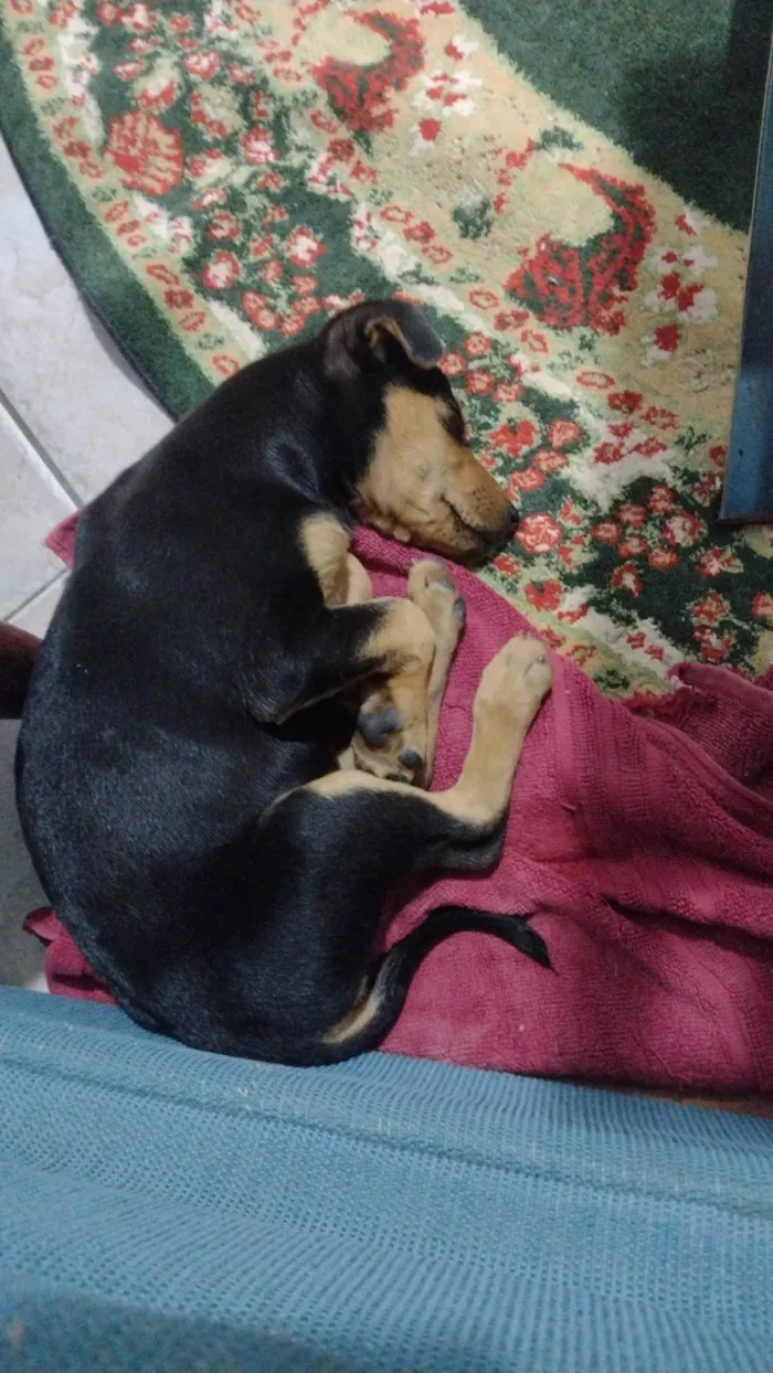 Cachorro ra a SRD-ViraLata idade 2 a 6 meses nome Julie