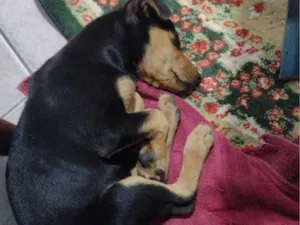 Cachorro raça SRD-ViraLata idade 2 a 6 meses nome Julie