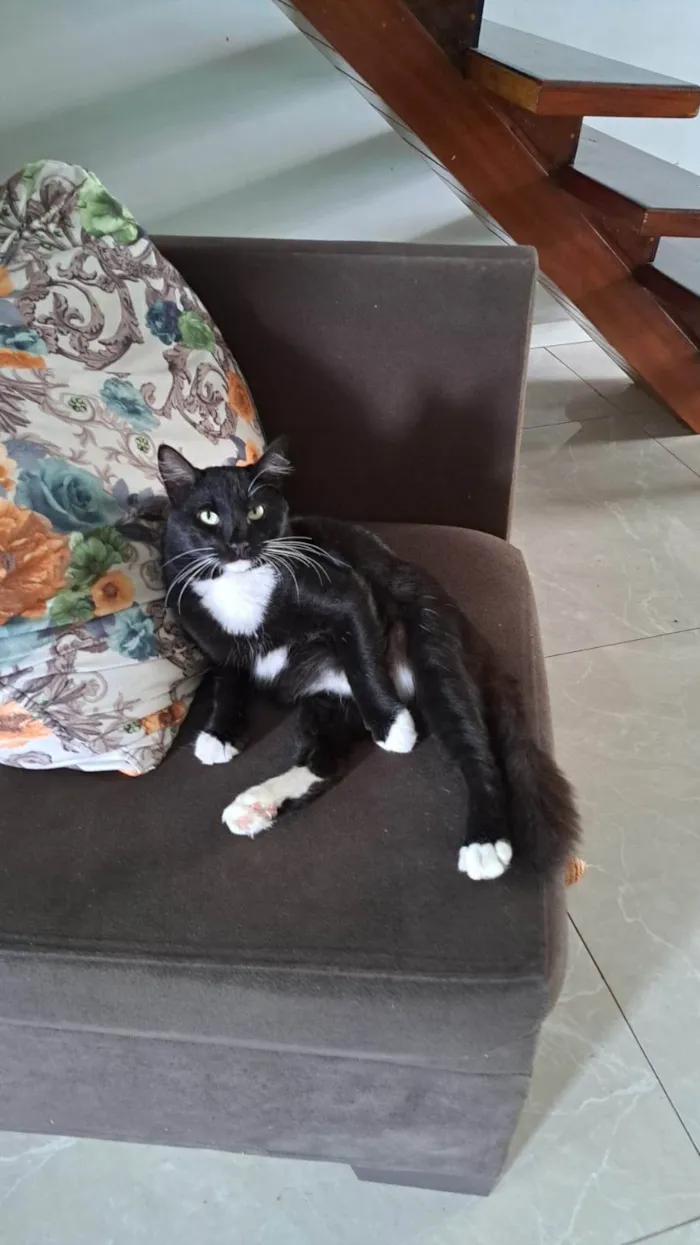 Gato ra a SRD-ViraLata idade 4 anos nome Botinha 