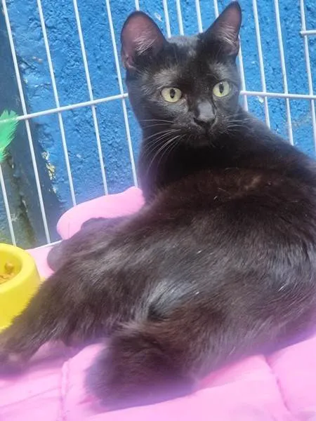 Gato ra a SRD-ViraLata idade 2 a 6 meses nome GLAUCIA BLACK