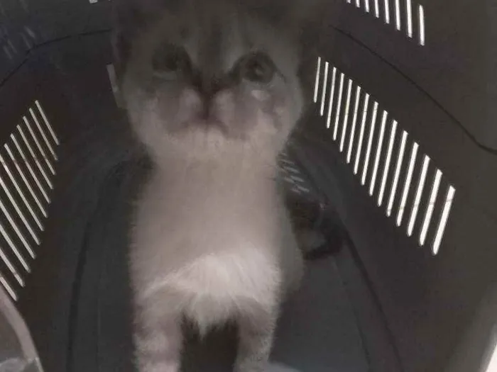Gato raça  idade Abaixo de 2 meses nome Tel