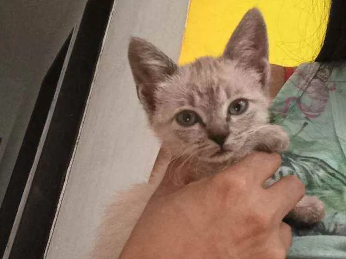 Gato raça  idade Abaixo de 2 meses nome Tel