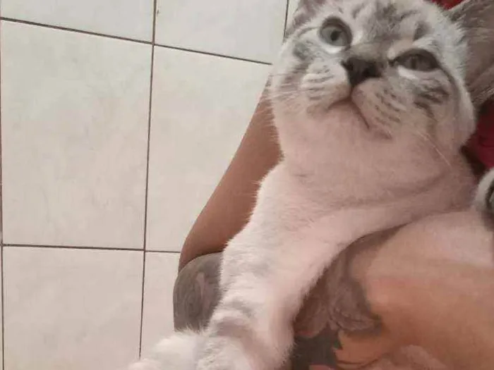 Gato raça  idade Abaixo de 2 meses nome Tel