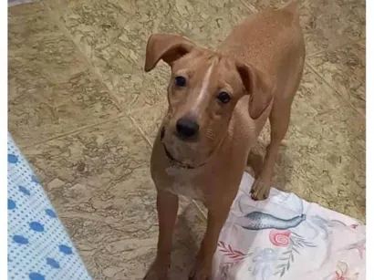 Cachorro raça SRD-ViraLata idade 7 a 11 meses nome Mike