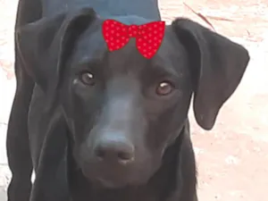 Cachorro raça SRD-ViraLata idade 7 a 11 meses nome Morena 