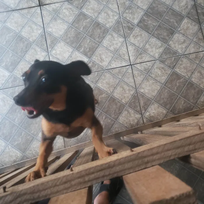 Cachorro ra a Pinscher idade 5 anos nome Cindy & Pitoco 