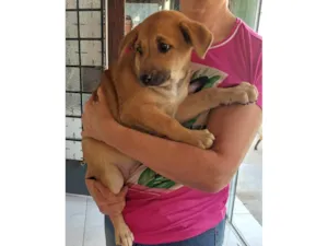 Cachorro raça SRD-ViraLata idade Abaixo de 2 meses nome Camila 