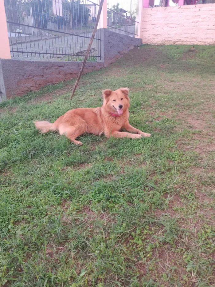 Cachorro ra a SRD-ViraLata idade 3 anos nome Athena