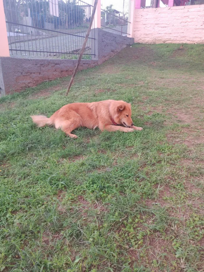 Cachorro ra a SRD-ViraLata idade 3 anos nome Athena