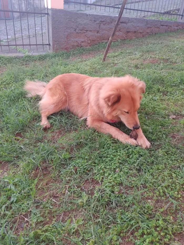 Cachorro ra a SRD-ViraLata idade 3 anos nome Athena