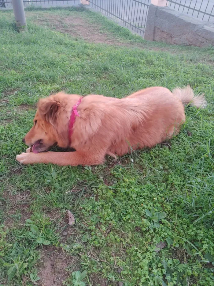 Cachorro ra a SRD-ViraLata idade 3 anos nome Athena